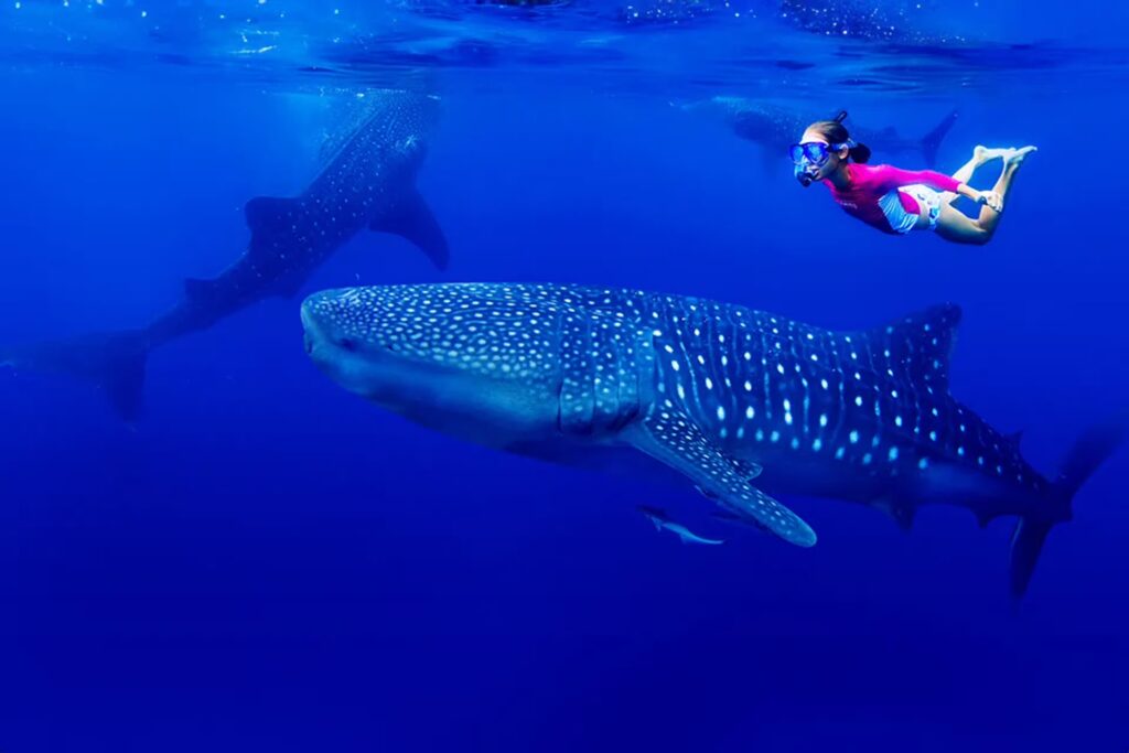 Discovering the Majestic Whale Shark in Sumbawa: A Guide for Adventurers