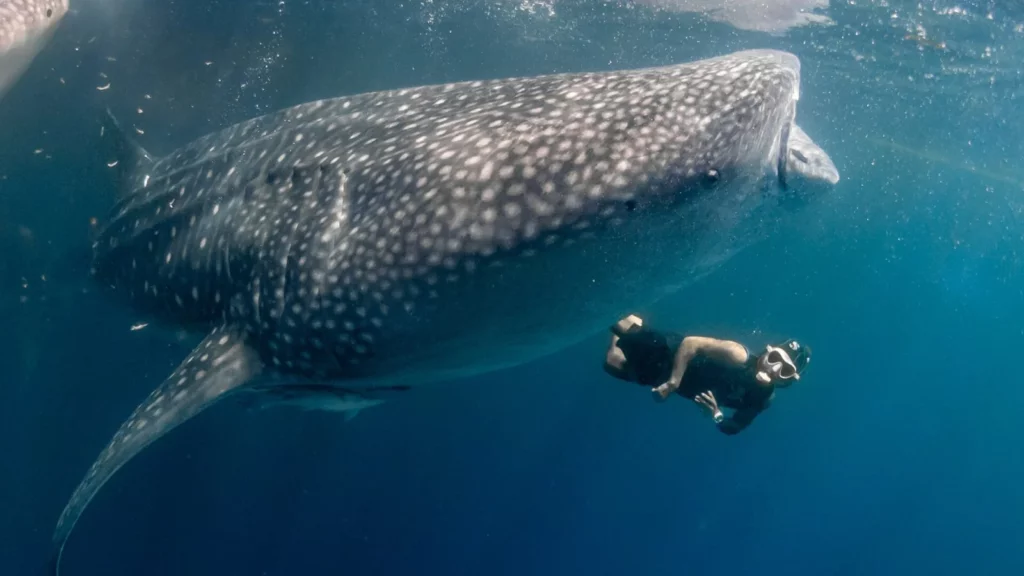 Discover the Majestic Whale Shark in Sumbawa: A Once-in-a-Lifetime Adventure